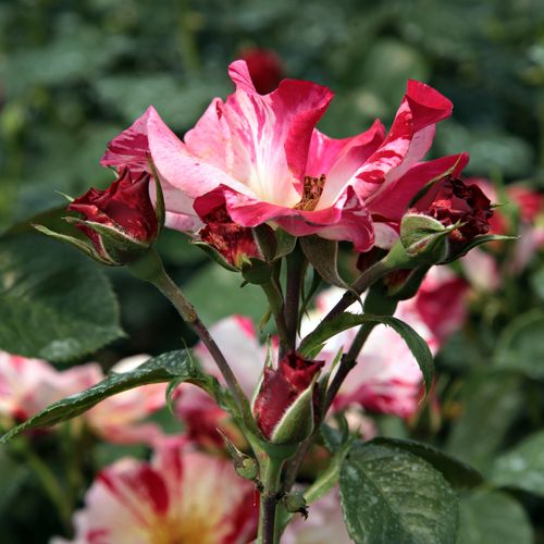 Rosa Fourth of July™ - rojo - blanco - Árbol de Rosas Floribunda - rosal de pie alto- froma de corona llorona